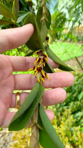 Attēlu rezultāti vaicājumam “Pseudotaxiphyllum elegans macro”