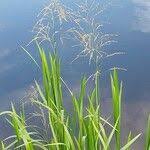 Attēlu rezultāti vaicājumam “Glyceria maxima fruit”