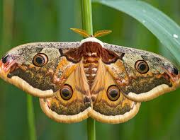 Attēlu rezultāti vaicājumam “Saturnia pavonia”