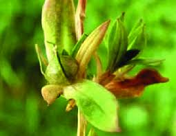 Attēlu rezultāti vaicājumam “Stellaria uliginosa”