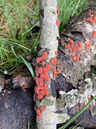 Attēlu rezultāti vaicājumam “Peniophora rufa”