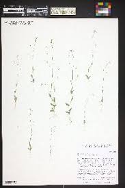 Attēlu rezultāti vaicājumam “Draba nemorosa fruit”