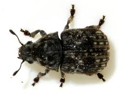 Image result for Coleoptera Curculionoidea