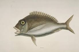 Image result for Stenotomus chrysops