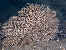 Attēlu rezultāti vaicājumam “Abietinella abietina var. hystricosa”