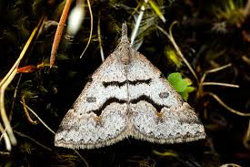 Attēlu rezultāti vaicājumam “Geometridae”