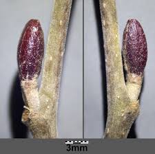 Attēlu rezultāti vaicājumam “Alnus glutinosa bud”