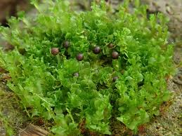 Attēlu rezultāti vaicājumam “Fossombronia wondraczekii sporophyte”