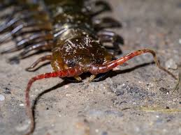 Attēlu rezultāti vaicājumam “Chilopoda”