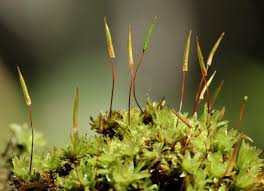 Attēlu rezultāti vaicājumam “Encalypta streptocarpa sporophyte”