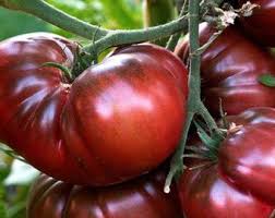 Afbeeldingsresultaat voor dark purple beefsteak tomato
