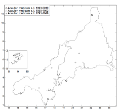 Attēlu rezultāti vaicājumam “Acaulon muticum sporophyte”