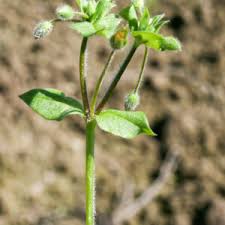 Attēlu rezultāti vaicājumam “Stellaria media bud”