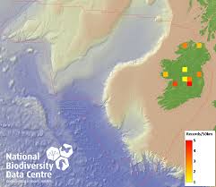 Attēlu rezultāti vaicājumam “Cephalozia loitlesbergeri”
