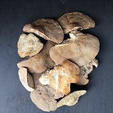 Attēlu rezultāti vaicājumam “Trametes gibbosa”