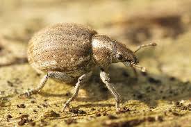 Attēlu rezultāti vaicājumam “Philopedon plagiatum”