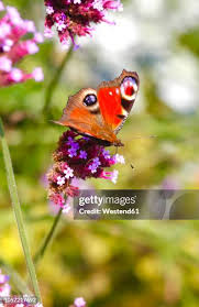Attēlu rezultāti vaicājumam “Inachis io”