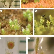 Attēlu rezultāti vaicājumam “Bryum amblyodon sporophyte”