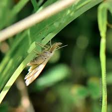 Attēlu rezultāti vaicājumam “Polypogon tentacularius male”