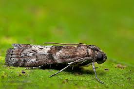 Attēlu rezultāti vaicājumam “Phycita roborella”