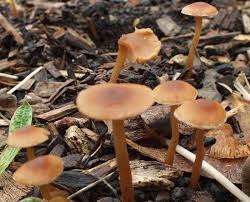 Attēlu rezultāti vaicājumam “Euura acutifoliae”