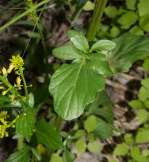 Attēlu rezultāti vaicājumam “Barbarea vulgaris subsp. arcuata fruit”