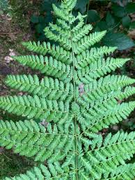 Attēlu rezultāti vaicājumam “Dryopteris dilatata”