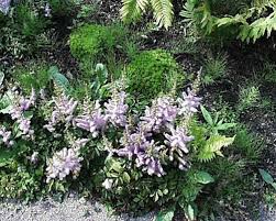 Attēlu rezultāti vaicājumam “Astilbe chinensis bud”