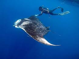 Image result for Mobula hypostoma