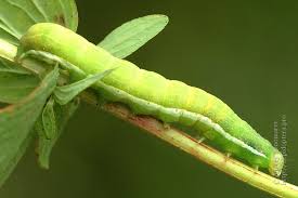 Attēlu rezultāti vaicājumam “Orthosia gothica”