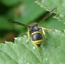 Attēlu rezultāti vaicājumam “Ancistrocerus sp.”
