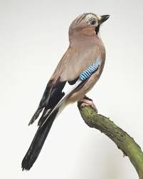 Attēlu rezultāti vaicājumam “Garrulus glandarius”