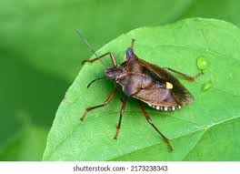 Attēlu rezultāti vaicājumam “Picromerus bidens”