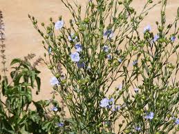 Attēlu rezultāti vaicājumam “Linum usitatissimum flower”