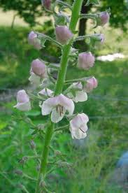 Image result for Verbascum blattaria