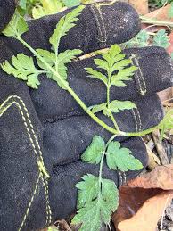 Attēlu rezultāti vaicājumam “Torilis japonica fruit”
