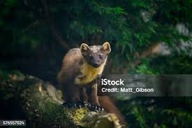 Attēlu rezultāti vaicājumam “Martes martes”