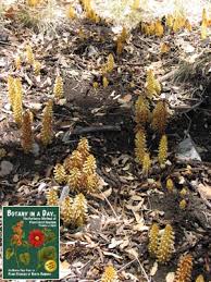 Attēlu rezultāti vaicājumam “Orobanchaceae”