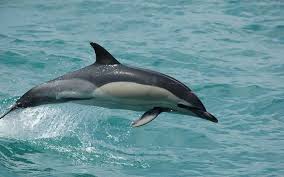 Image result for Delphinus delphis