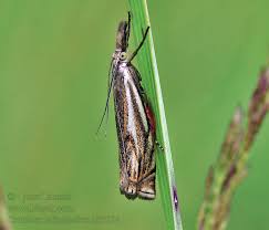 Attēlu rezultāti vaicājumam “Crambus lathoniellus”