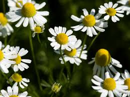 Image result for Tanacetum parthenium