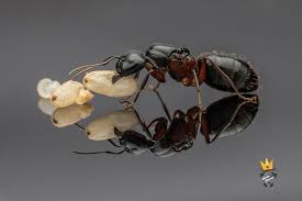 Attēlu rezultāti vaicājumam “Camponotus herculeanus”