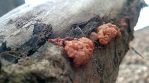 Attēlu rezultāti vaicājumam “Craterocolla cerasi”