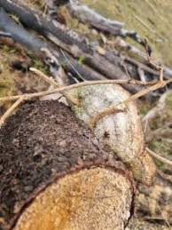 Attēlu rezultāti vaicājumam “Gloeophyllum abietinum”