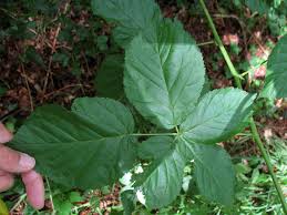 Attēlu rezultāti vaicājumam “Rubus nessensis”