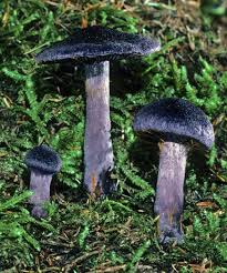 Attēlu rezultāti vaicājumam “Cortinarius violaceus”