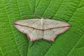 Attēlu rezultāti vaicājumam “Timandra comae”