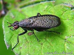 Attēlu rezultāti vaicājumam “Sciomyzidae”