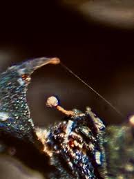 Attēlu rezultāti vaicājumam “Gulielmina vermicularis macro”