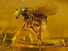 Attēlu rezultāti vaicājumam “Heterotrichia pomiformis (syn. Arcyria pomiformis)”